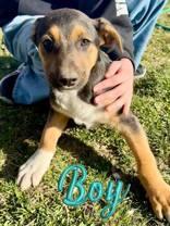 Joey, Adoptable, Puppy Male Pit Bull Terrier.