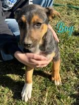 Joey, a Adoptable Pit Bull Terrier in Madras, OR image 2/3