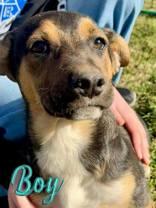 Joey, a Adoptable Pit Bull Terrier in Madras, OR image 3/3