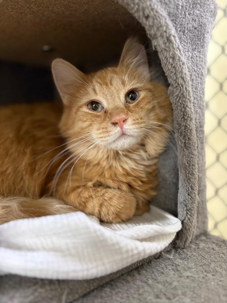 Opie, Adoptable, Kitten Male Domestic Short Hair.