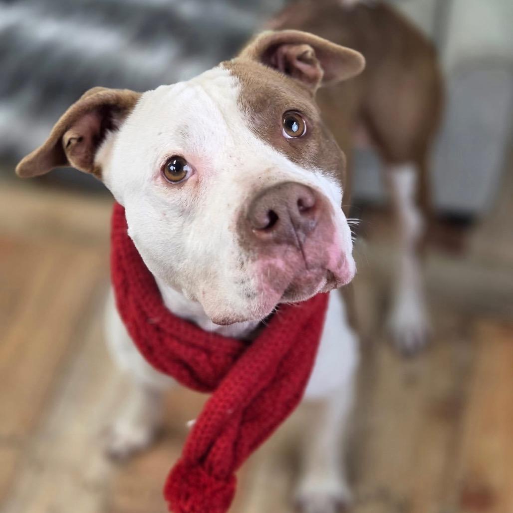East (Sponsored), Adoptable, Adult Female Pit Bull Terrier.