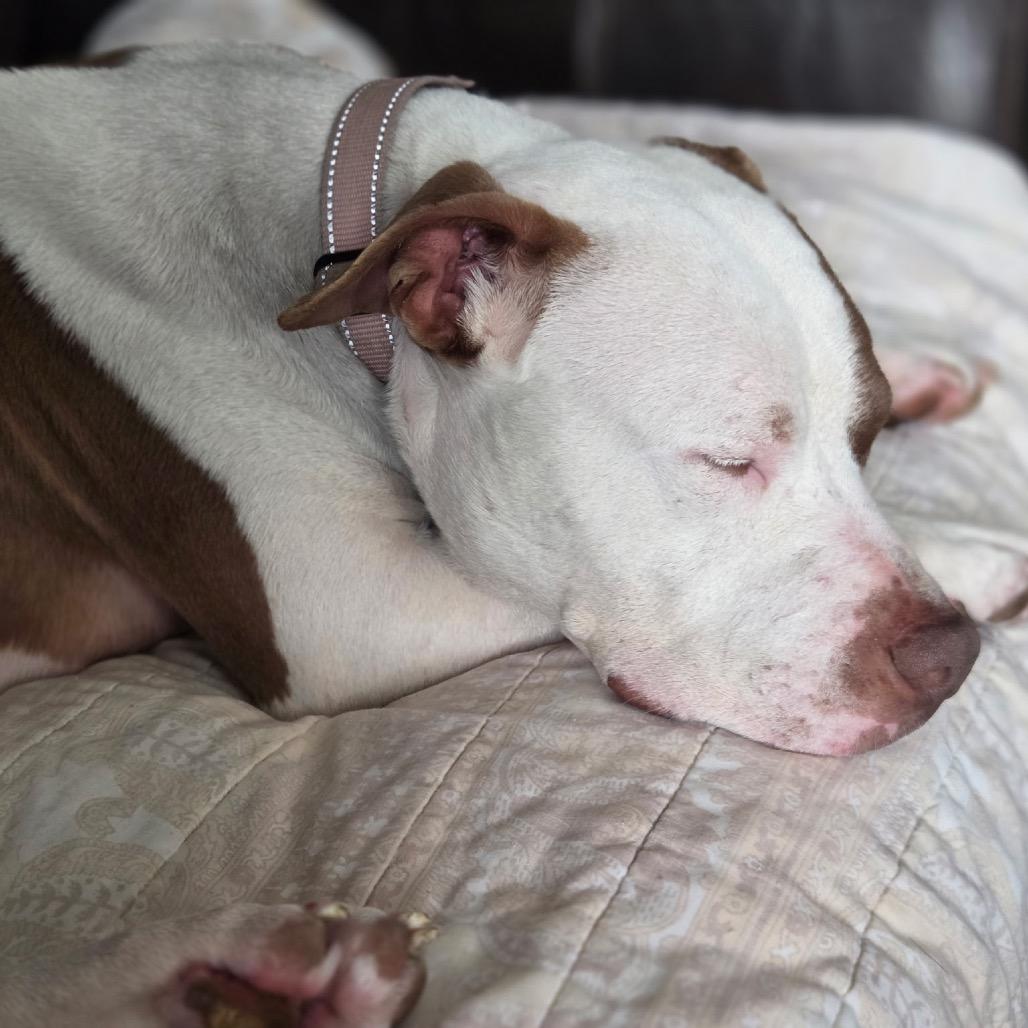 Enlarge East (Sponsored), a Adoptable Pit Bull Terrier in East Saint Louis, IL image 2/6