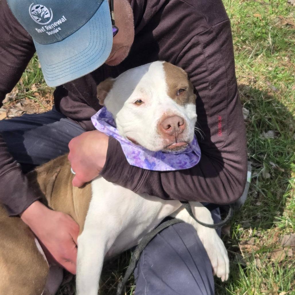 Enlarge East (Sponsored), a Adoptable Pit Bull Terrier in East Saint Louis, IL image 3/6