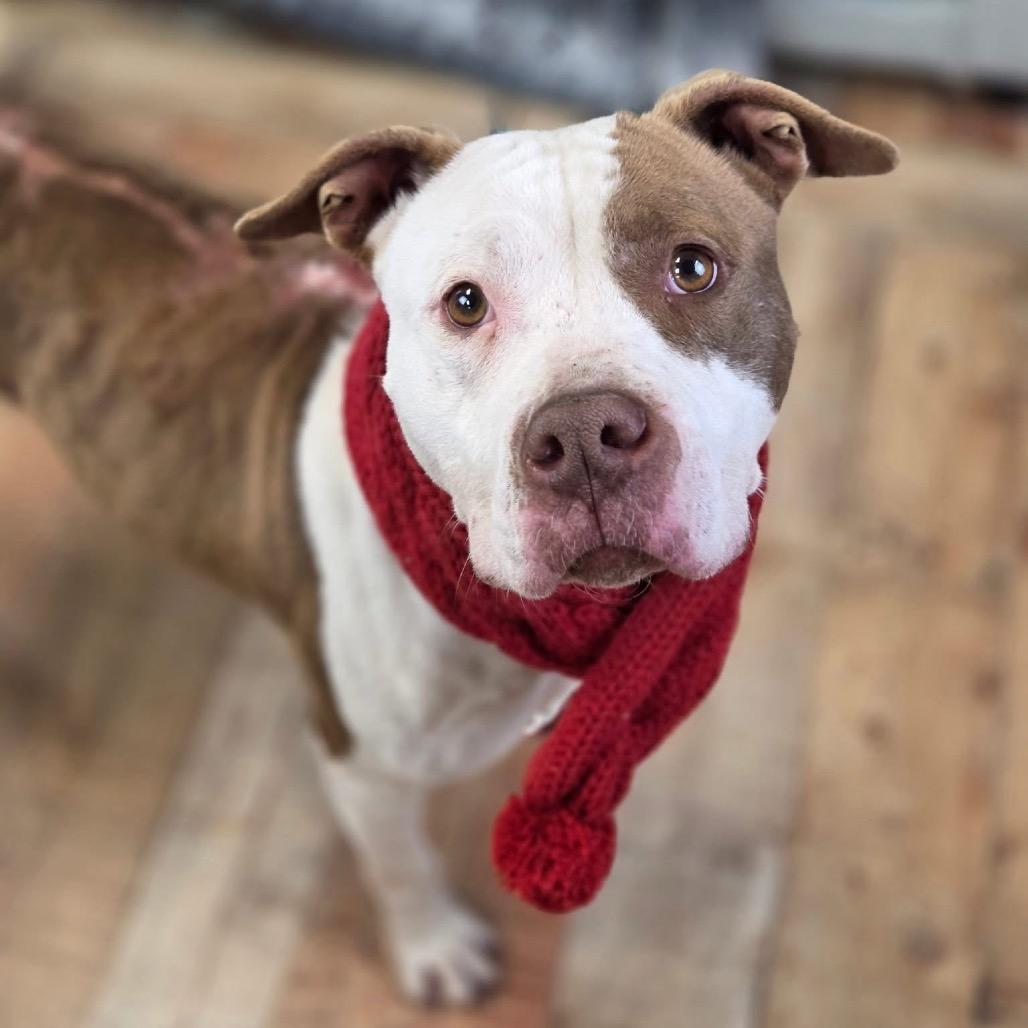 Enlarge East (Sponsored), a Adoptable Pit Bull Terrier in East Saint Louis, IL image 4/6