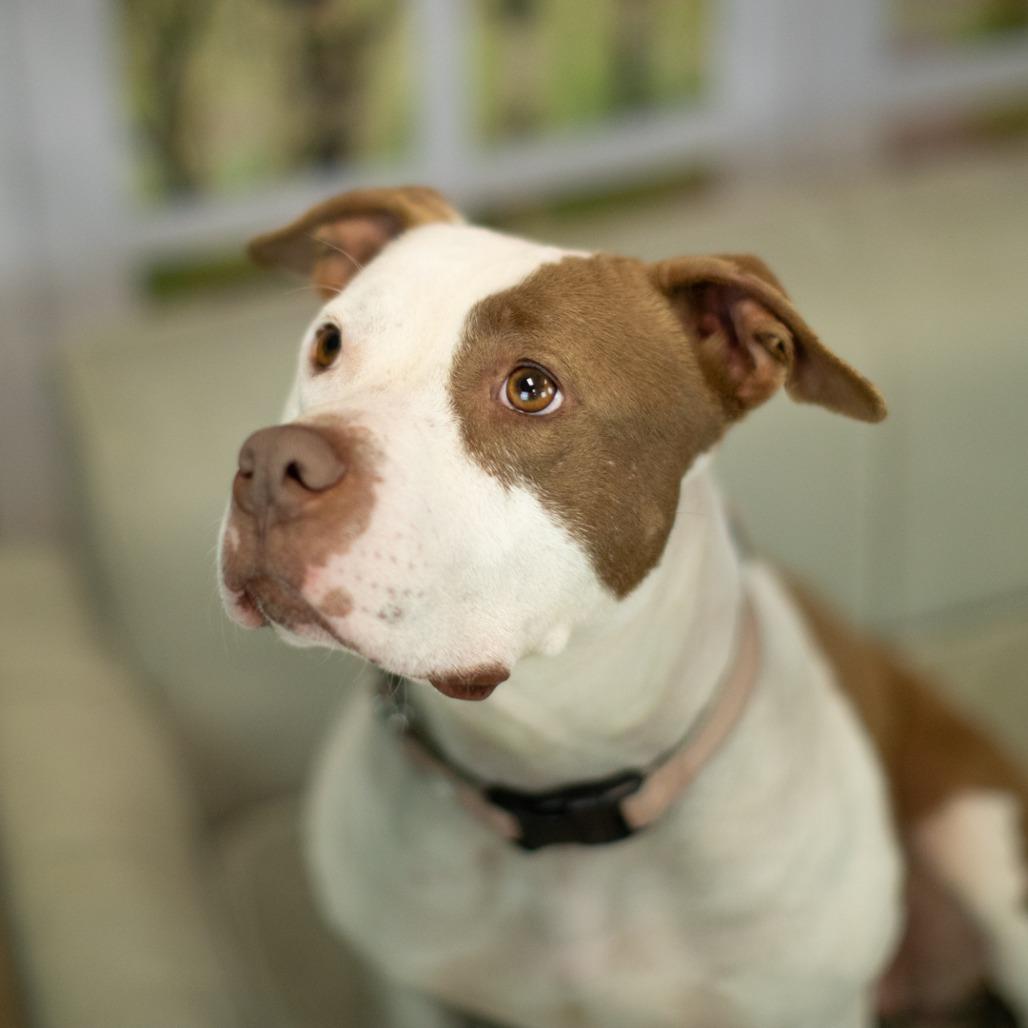 East (Sponsored), Adoptable, Adult Female Pit Bull Terrier & American Staffordshire Terrier.