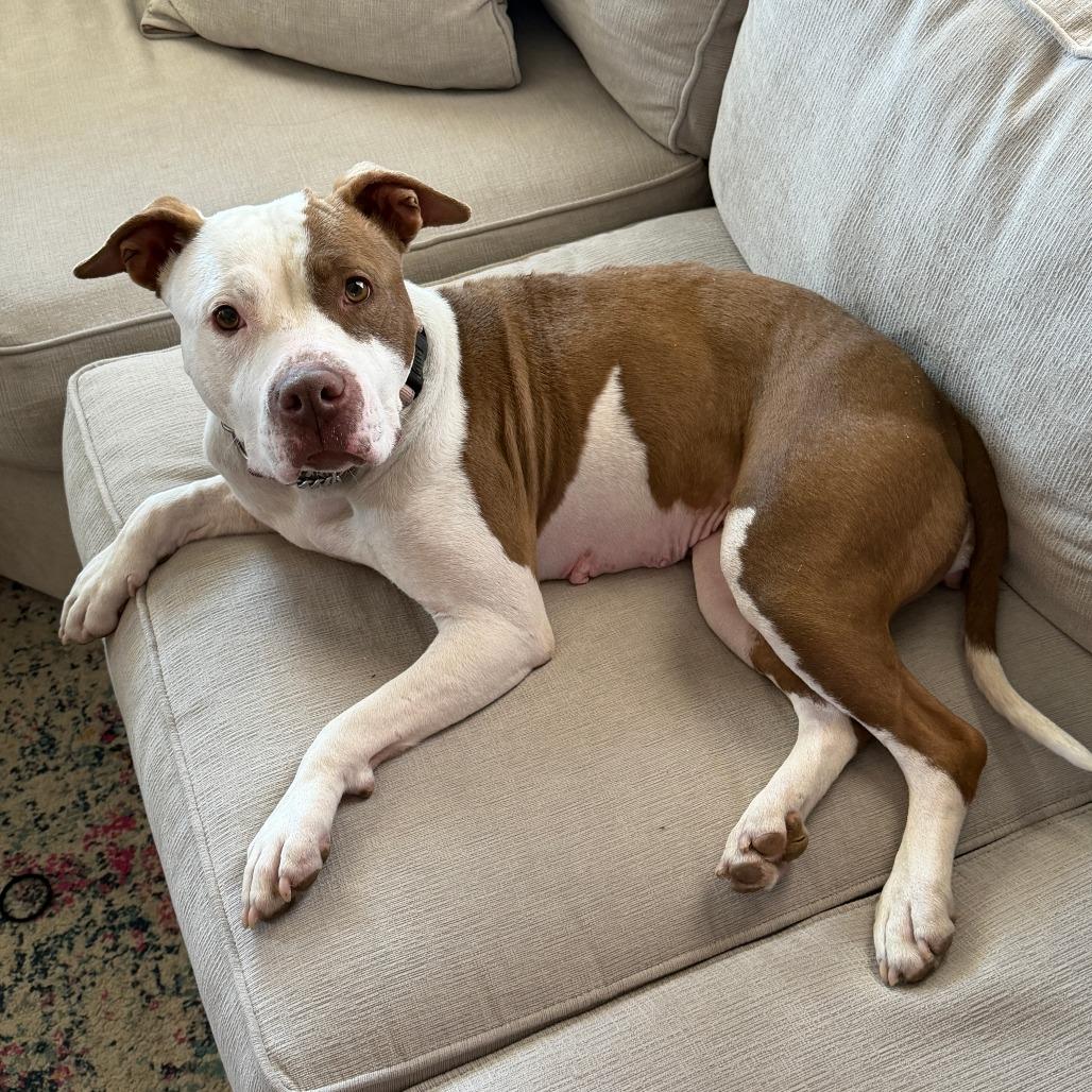 Enlarge East (Sponsored), a Adoptable Pit Bull Terrier in East Saint Louis, IL image 6/6