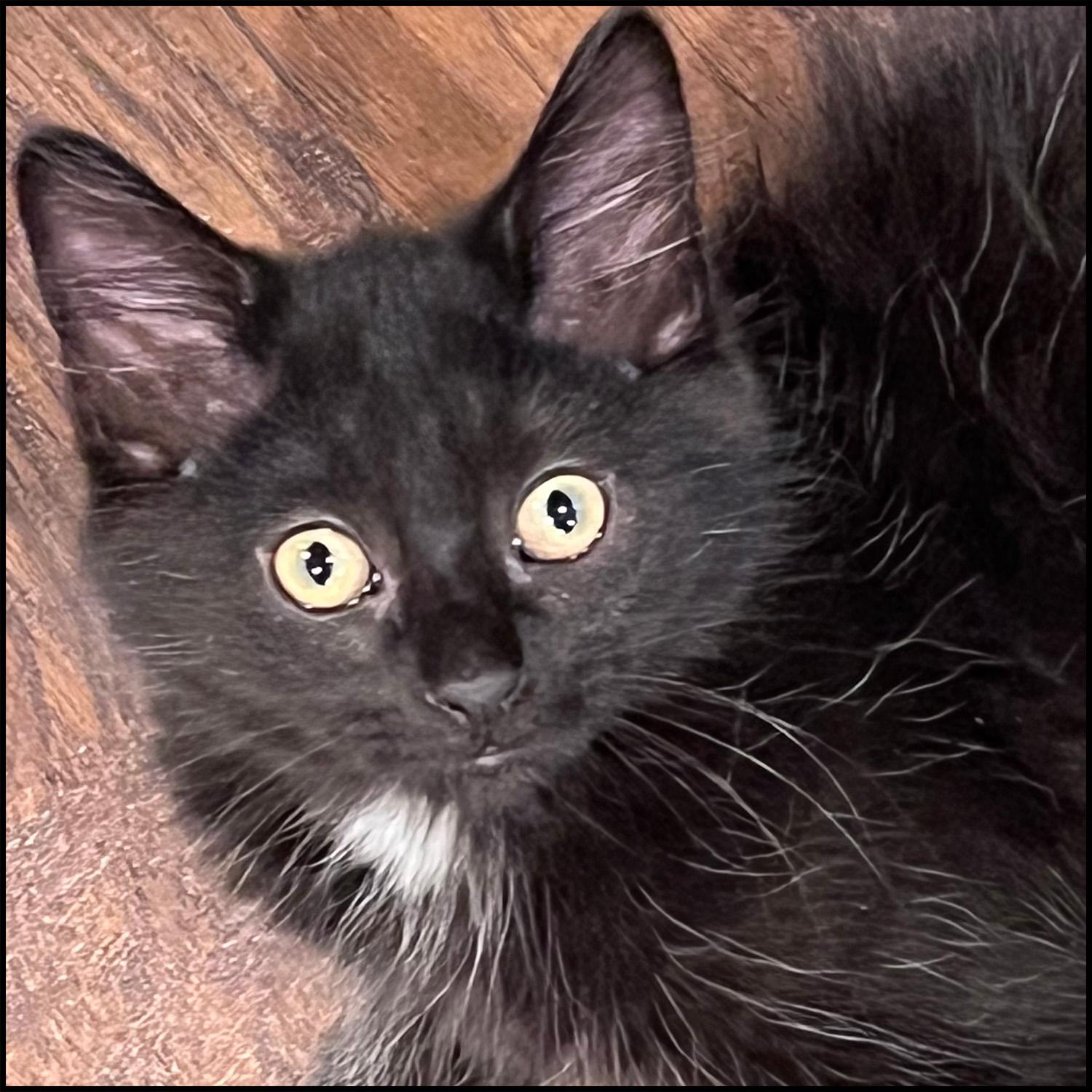 Bernie, Young Female unknown