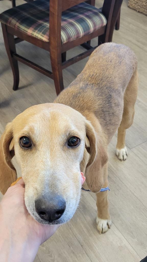 Miracle, Adoptable, Young Female Hound.