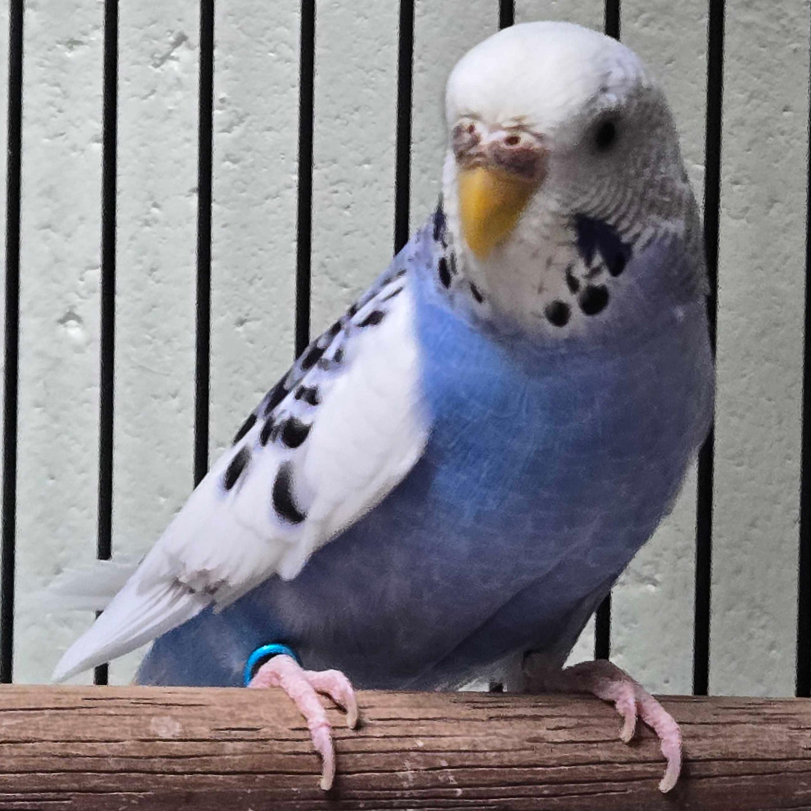 Enlarge Sonny, a ADOPTABLE Parakeet (Other) in Jefferson, WI image 1/2