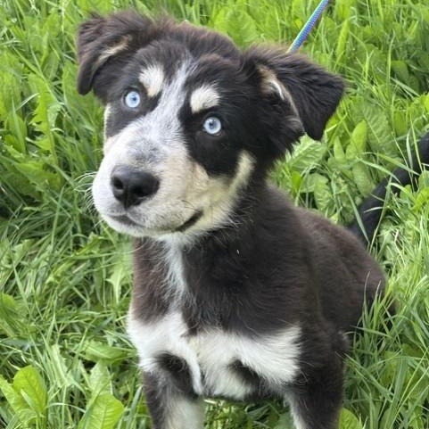 Enlarge Rocket, an adopted mixed breed in Winnipeg, MB image 1/3