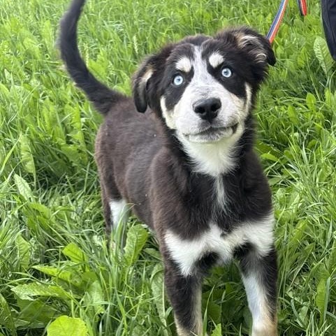 Enlarge Rocket, an adopted mixed breed in Winnipeg, MB image 3/3
