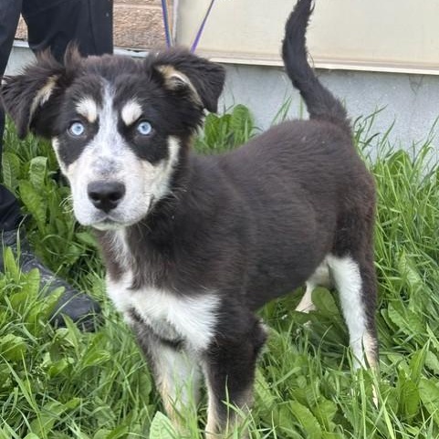 Enlarge Rocket, an adopted mixed breed in Winnipeg, MB image 2/3