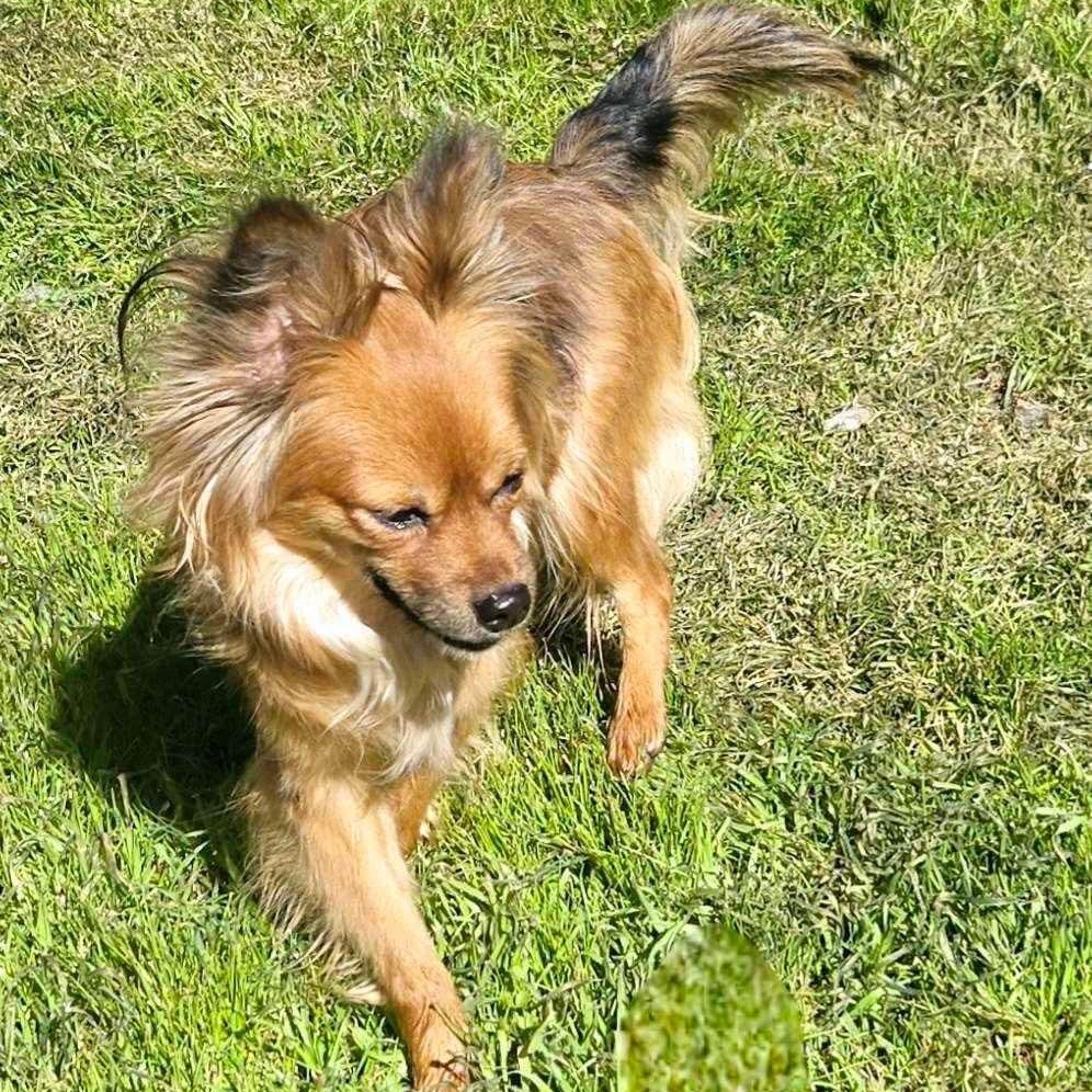 Wish, an adoptable Papillon, Chihuahua in Warren, RI, 02885 | Photo Image 1