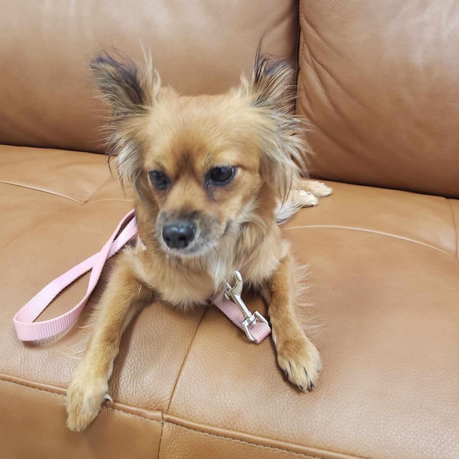Wish, an adoptable Papillon, Chihuahua in Warren, RI, 02885 | Photo Image 2