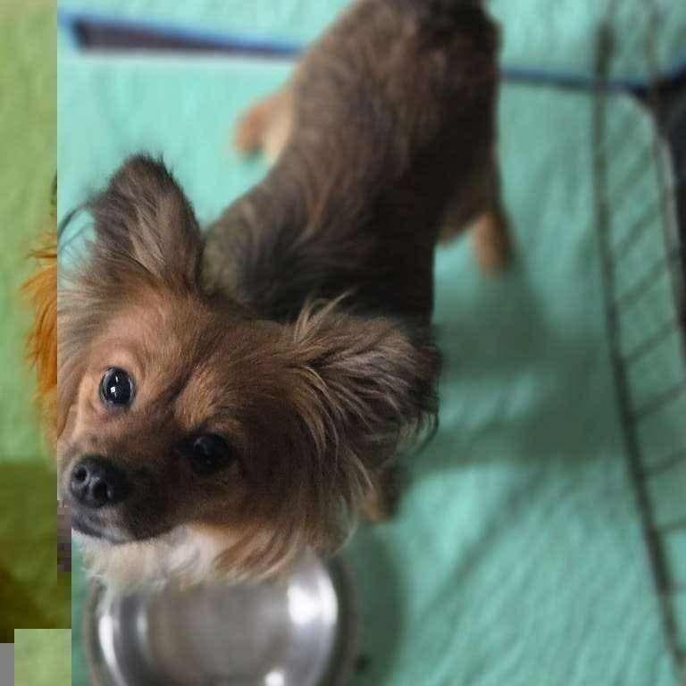 Wish, an adoptable Papillon, Chihuahua in Warren, RI, 02885 | Photo Image 5