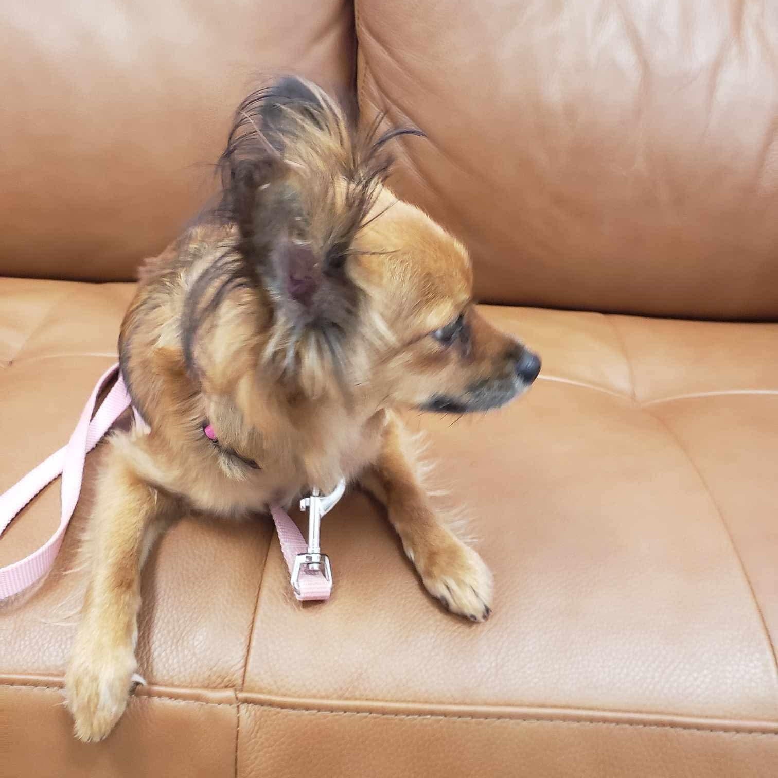 Wish, an adoptable Papillon, Chihuahua in Warren, RI, 02885 | Photo Image 4