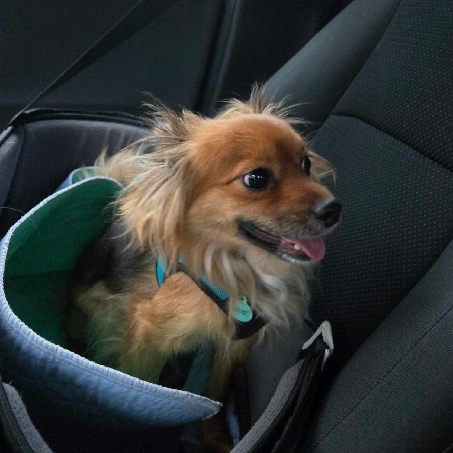 Wish, an adoptable Papillon, Chihuahua in Warren, RI, 02885 | Photo Image 3