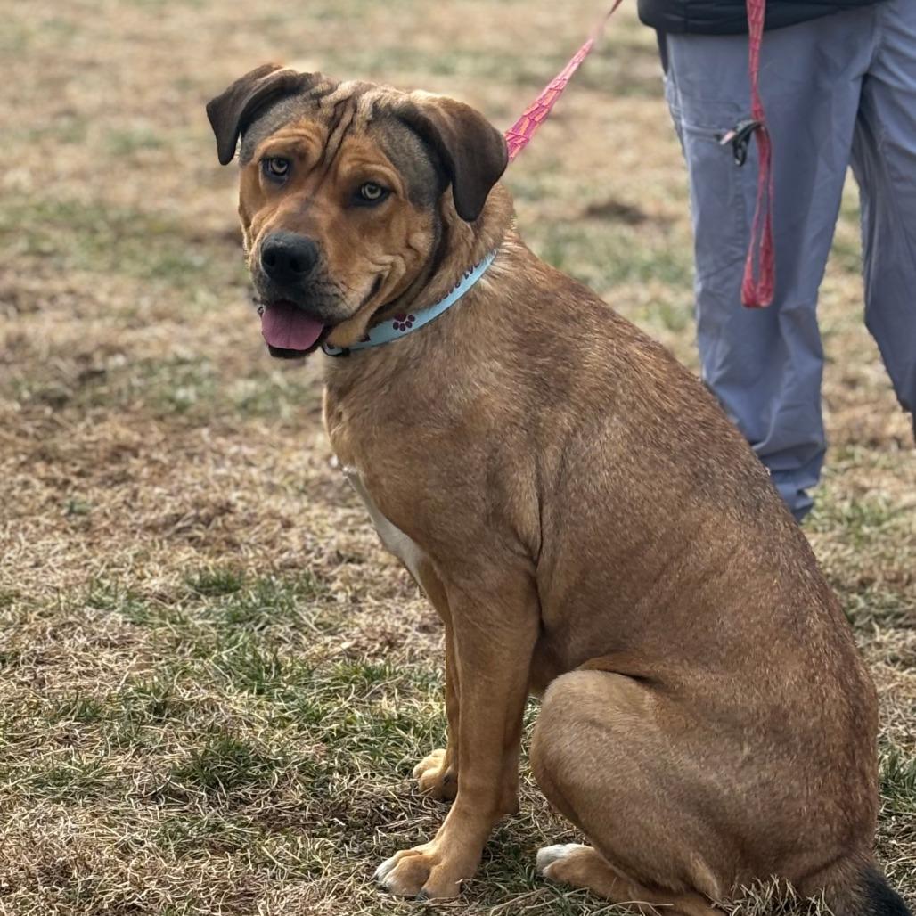 Dakota, Adoptable, Adult Female Mixed Breed.