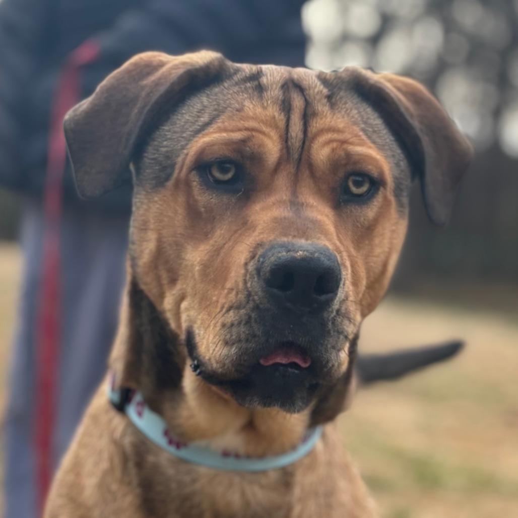 Enlarge Dakota, a Adoptable Mixed Breed in Mebane, NC image 2/5