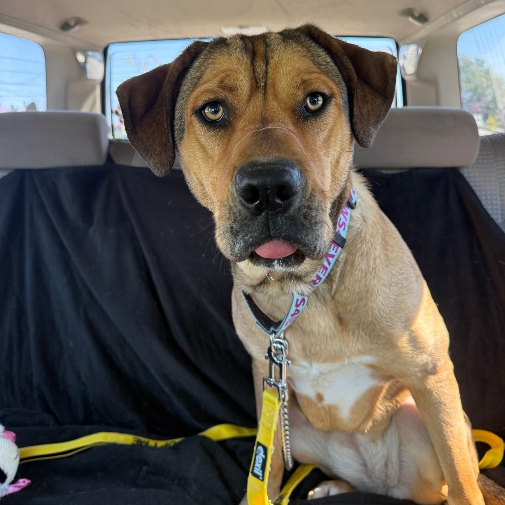 Enlarge Dakota, a Adoptable Mixed Breed in Mebane, NC image 3/5