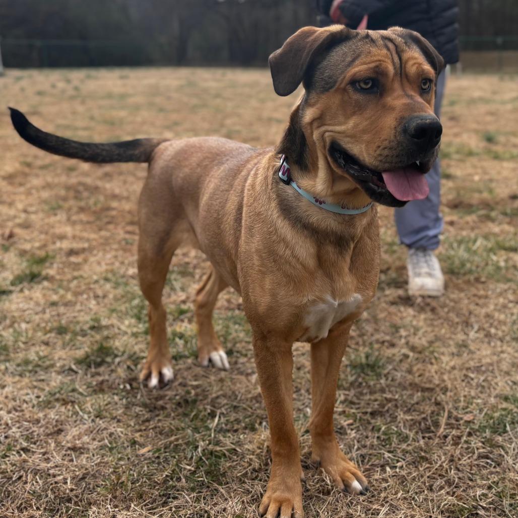 Enlarge Dakota, a Adoptable Mixed Breed in Mebane, NC image 4/5
