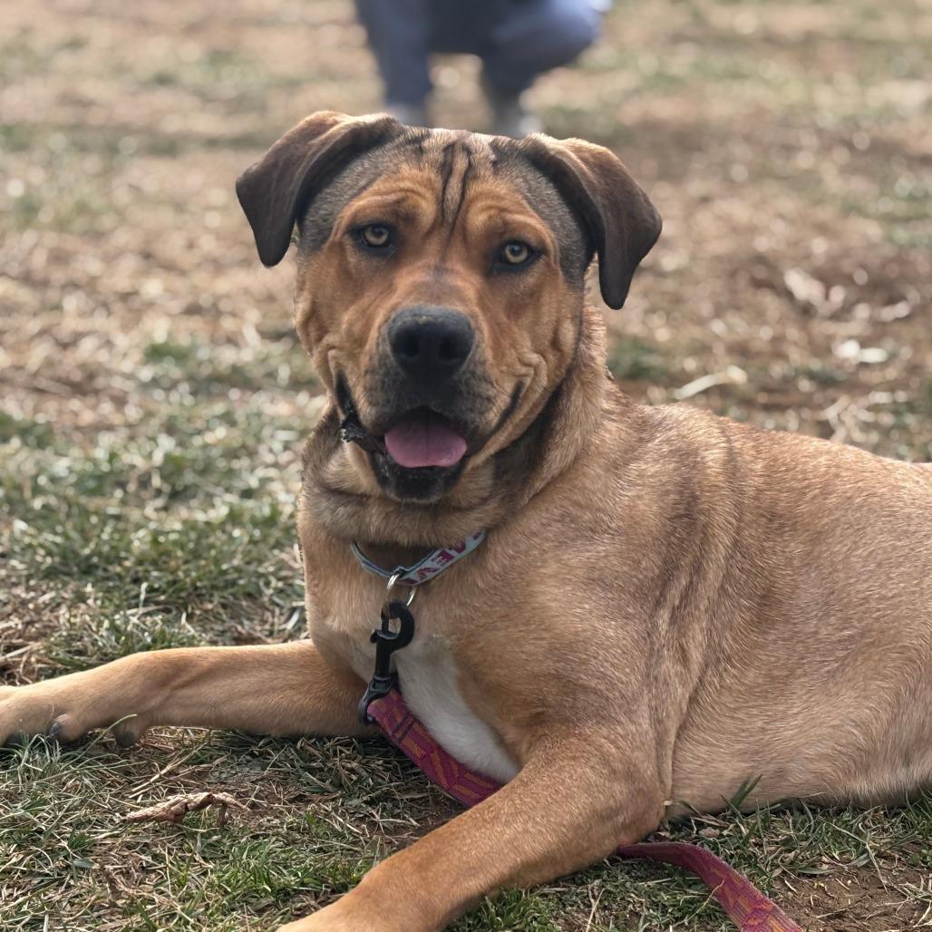 Enlarge Dakota, a Adoptable Mixed Breed in Mebane, NC image 5/5