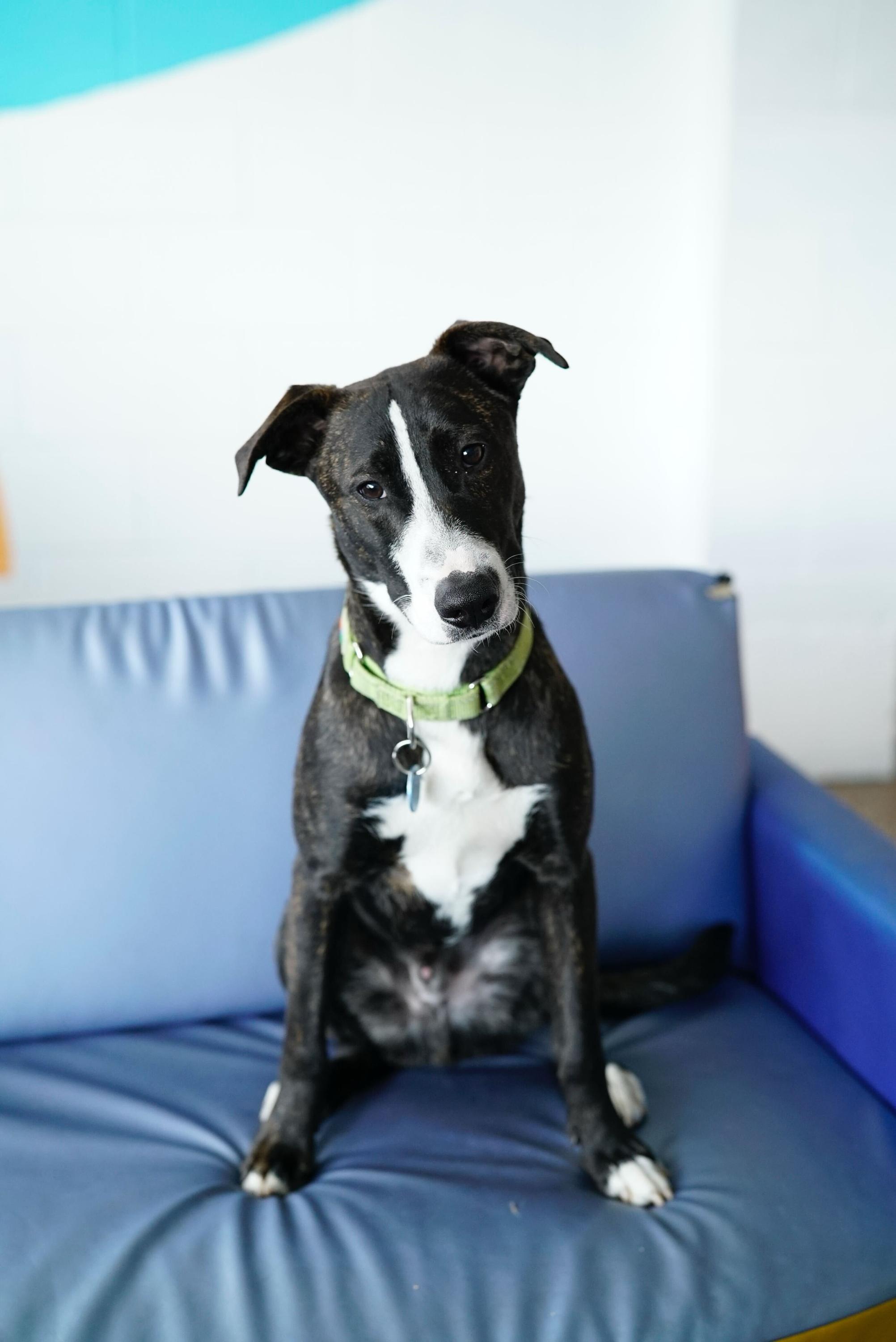 August, a Adoptable mixed breed in Pasadena, CA image 4/6