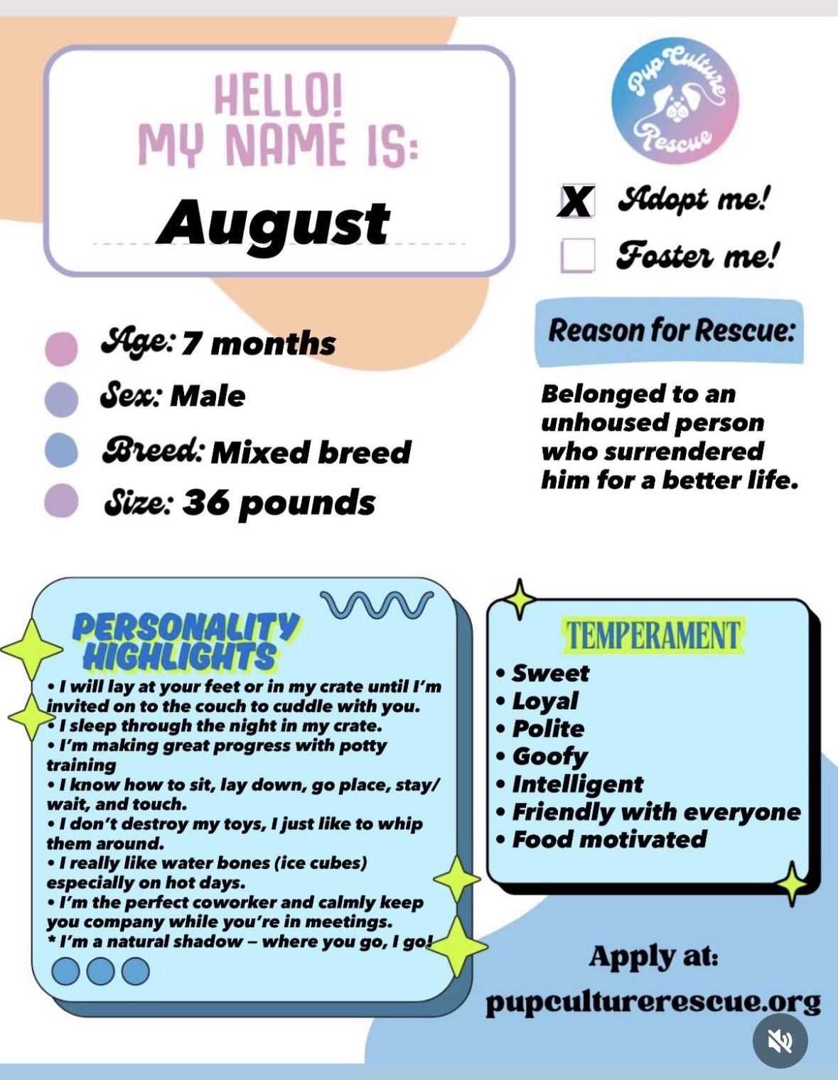 August, a Adoptable mixed breed in Pasadena, CA image 2/6