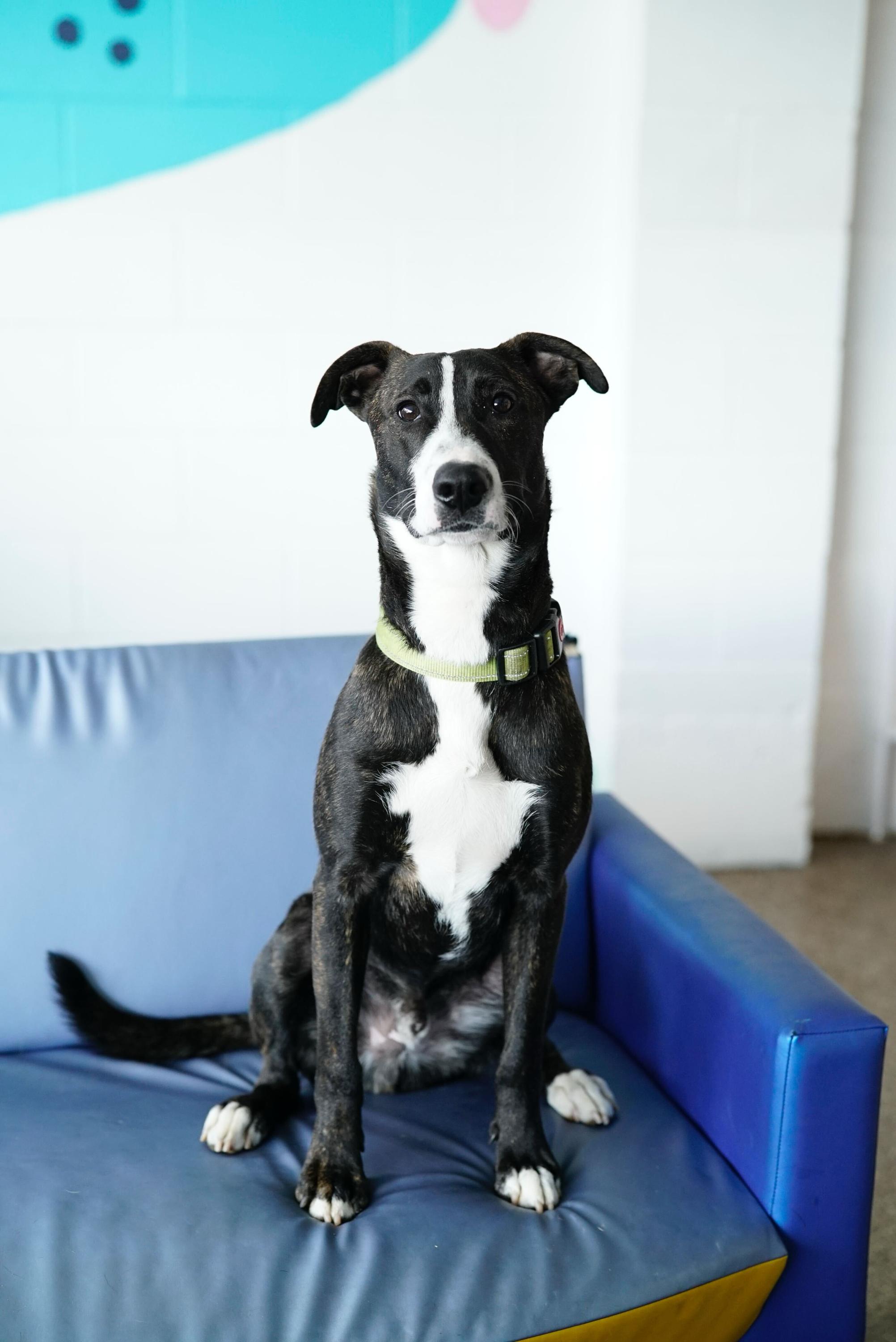 August, a Adoptable mixed breed in Pasadena, CA image 3/6