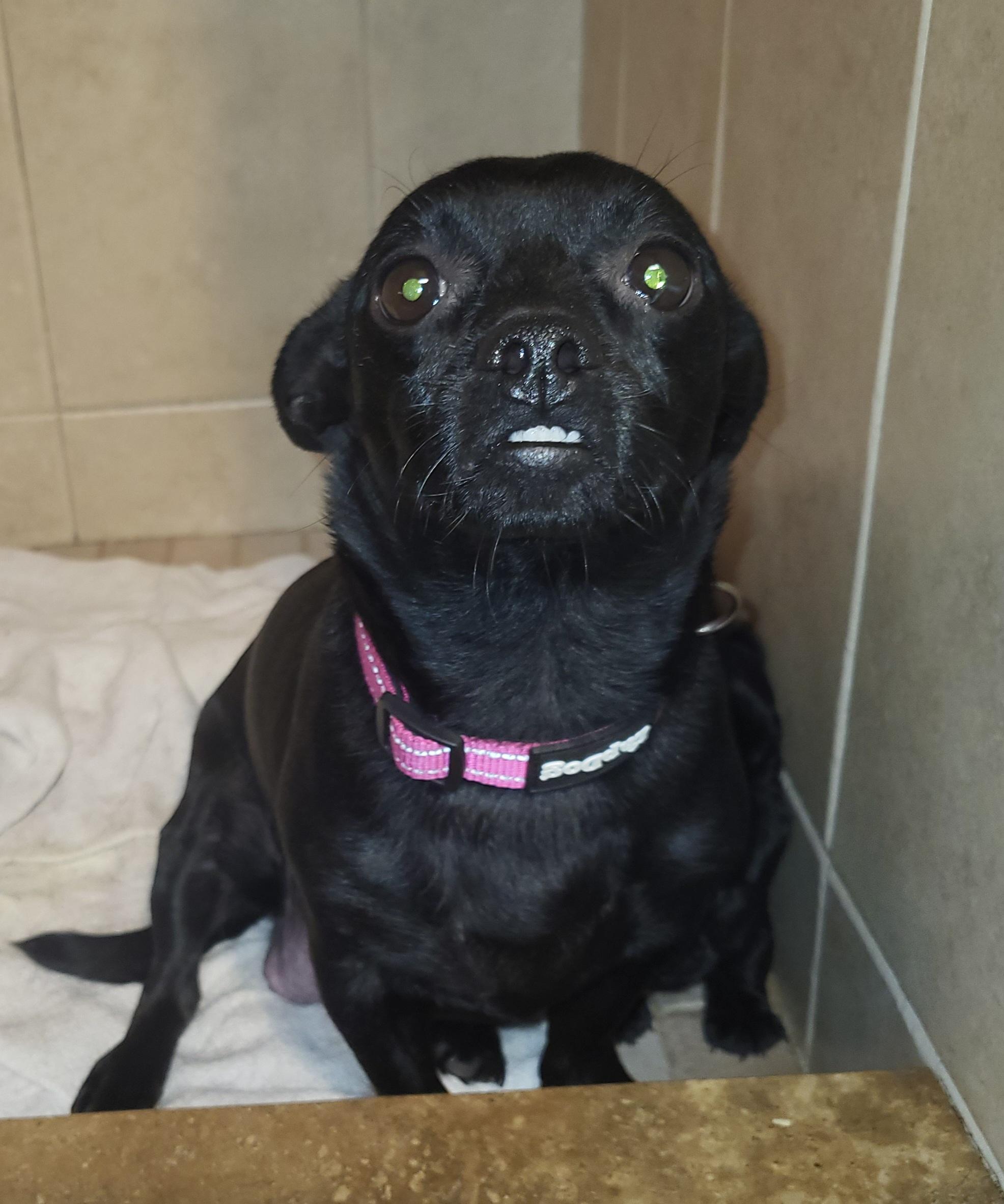 Enlarge Kenya, a ADOPTABLE mixed breed in Sarasota, FL image 4/4