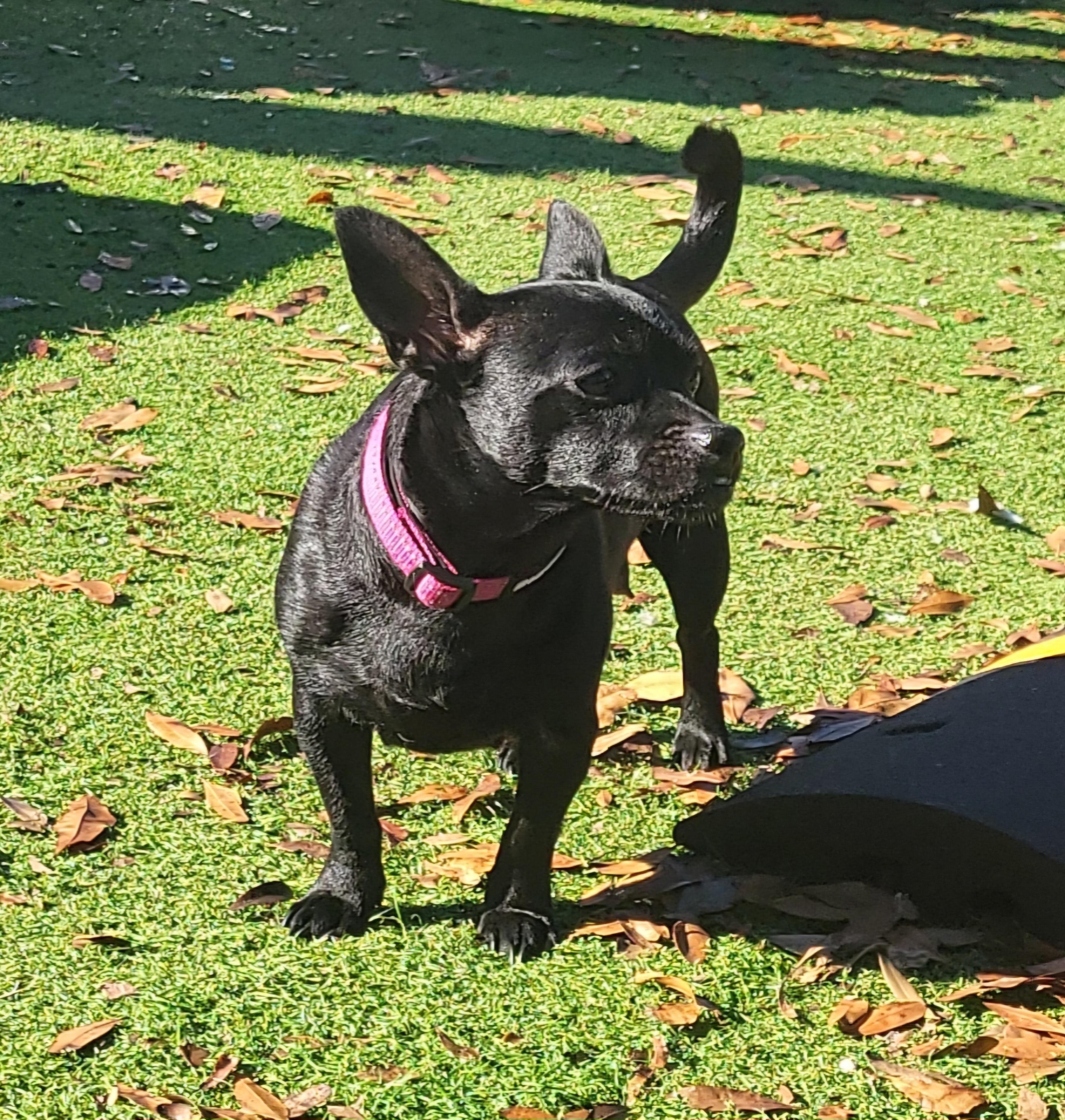 Enlarge Kenya, a ADOPTABLE mixed breed in Sarasota, FL image 2/4