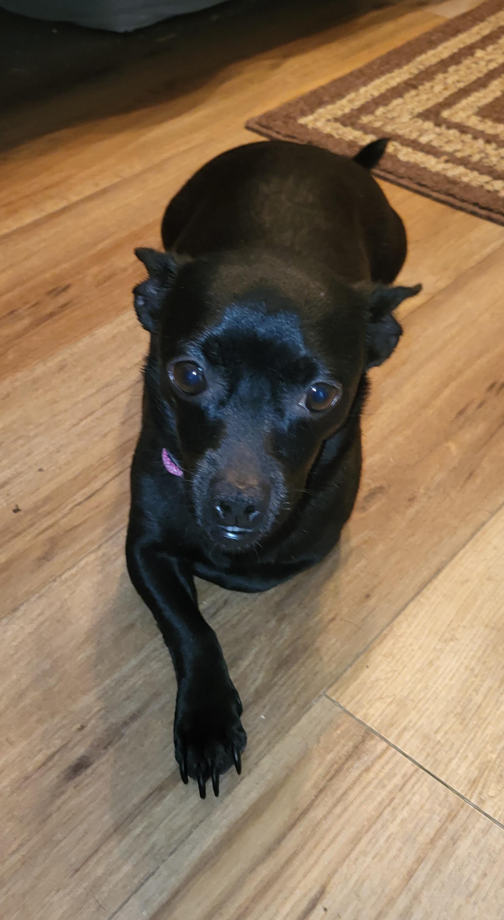 Enlarge Kenya, a ADOPTABLE mixed breed in Sarasota, FL image 3/4