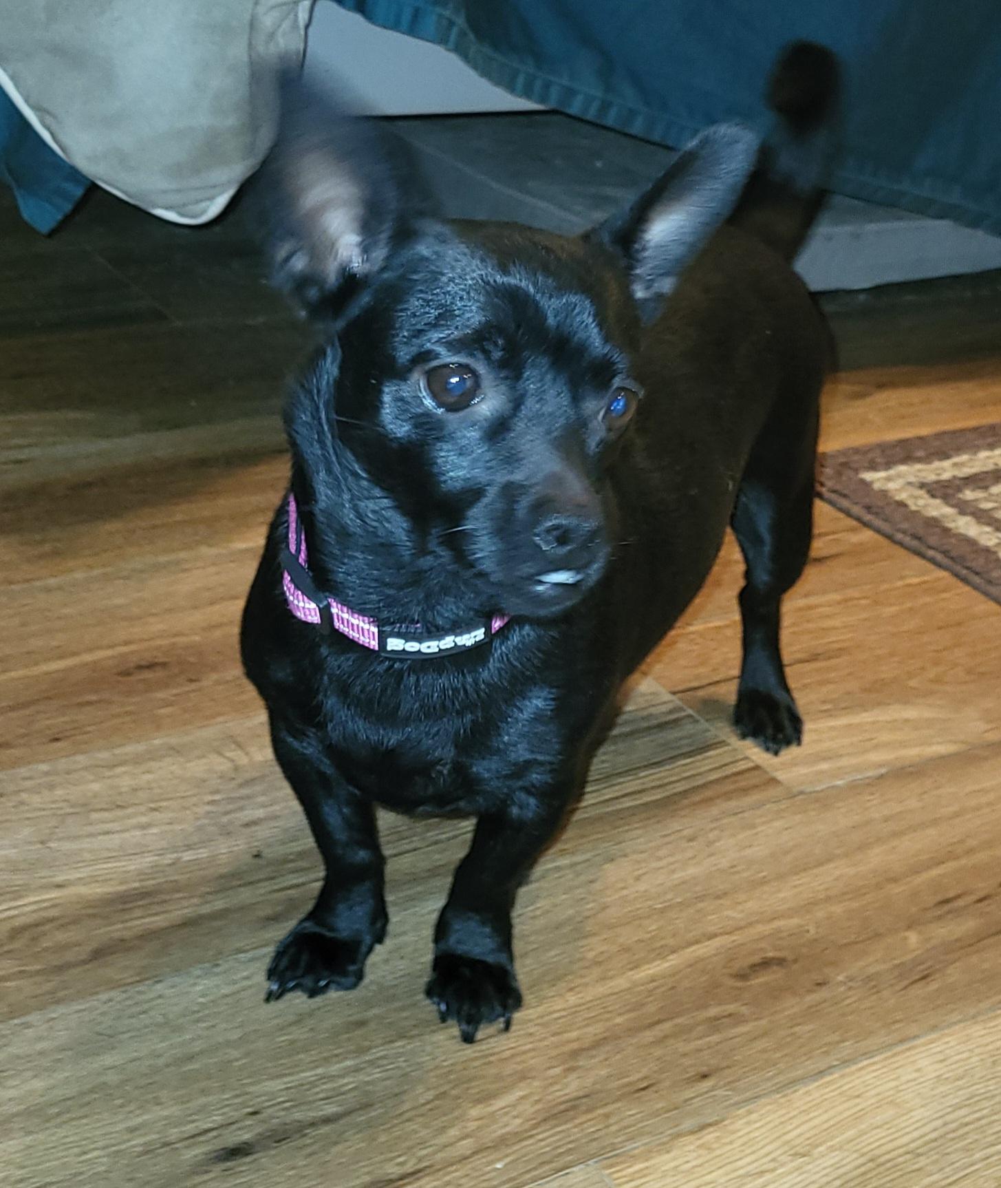 Kenya, ADOPTABLE, Young Female Chihuahua & Dachshund.
