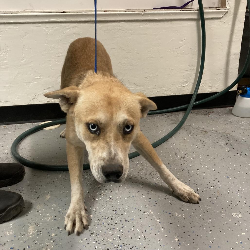 Enlarge (CCSO) Smiles, a Adoptable mixed breed in Douglas, AZ image 1/1