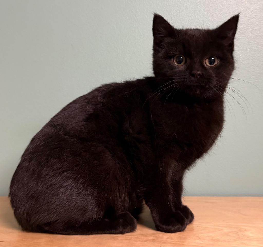 Ember, adopted, Kitten Female Domestic Short Hair.