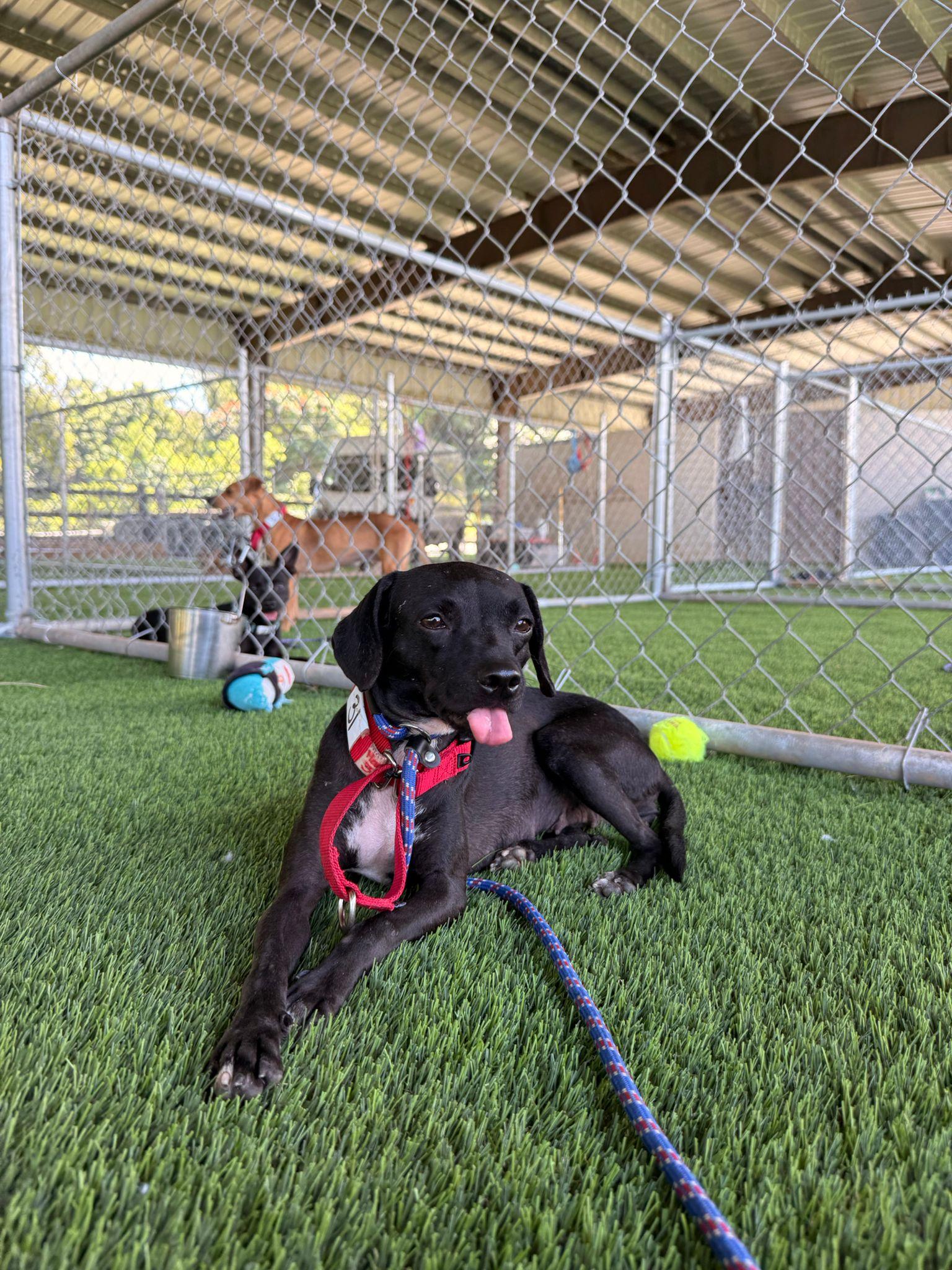 Gretchen, Adoptable, Adult Female Chihuahua.