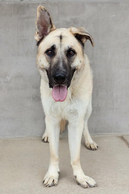 Zeus, Adoptable, Adult Male Mixed Breed & Mixed Breed.