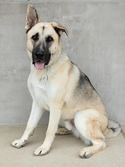 Zeus, a Adoptable mixed breed in Longmont, CO image 2/3