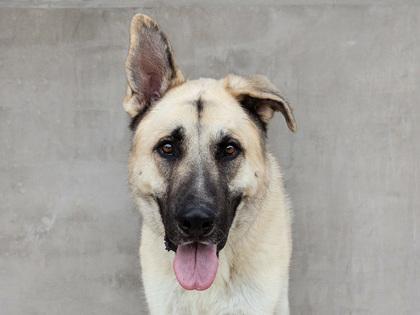 Zeus, a Adoptable mixed breed in Longmont, CO image 3/3