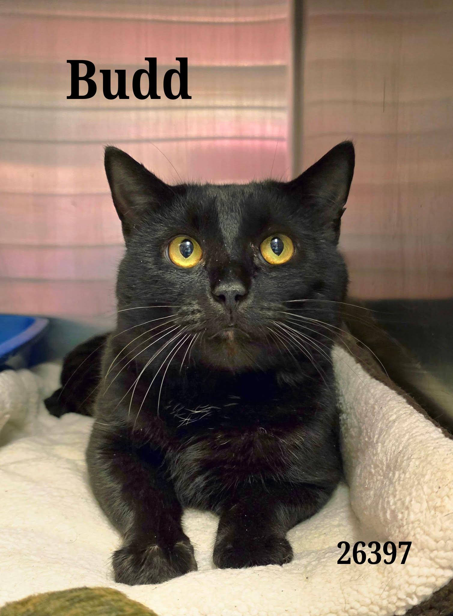 Enlarge Budd, a ADOPTABLE Domestic Short Hair in Oak Ridge, TN image 1/1