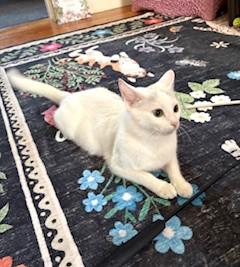 Tulip, Adopted, Young Female Domestic Short Hair.