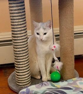 Enlarge Tulip, a Adoptable mixed breed in Hull, MA image 3/5