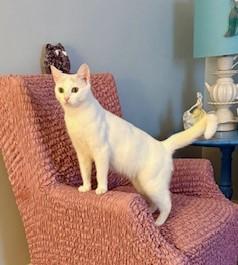 Enlarge Tulip, a Adoptable mixed breed in Hull, MA image 4/5