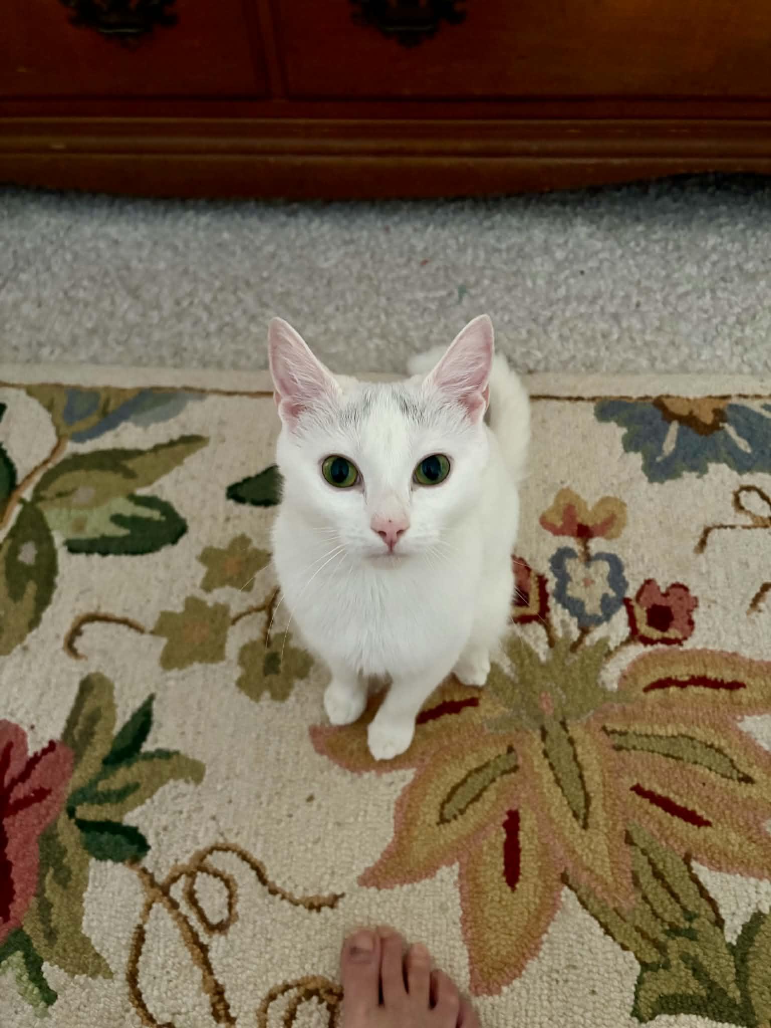 Tulip, a Adopted mixed breed in Hull, MA image 4/5