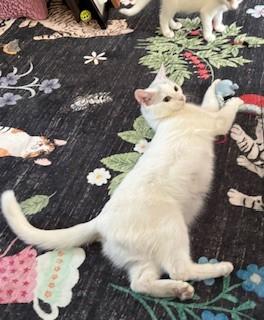 Enlarge Tulip, a Adoptable mixed breed in Hull, MA image 5/5