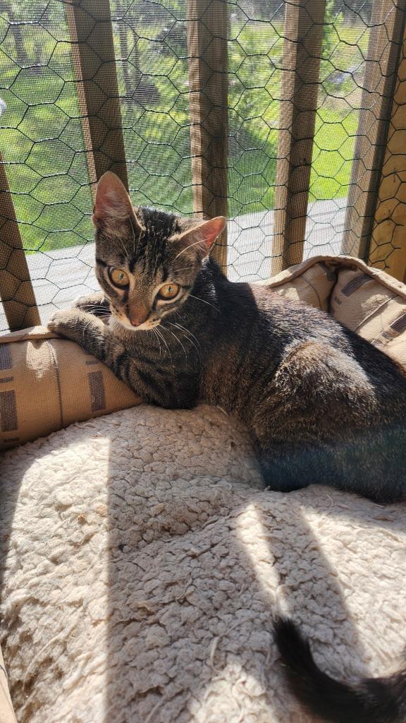Cray, Adoptable, Kitten Male Domestic Short Hair.