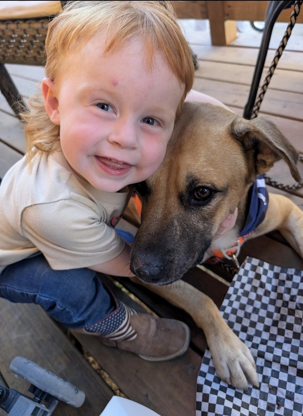 West- kid & dog friendly!, Adoptable, Young Male German Shepherd Dog & Rhodesian Ridgeback.