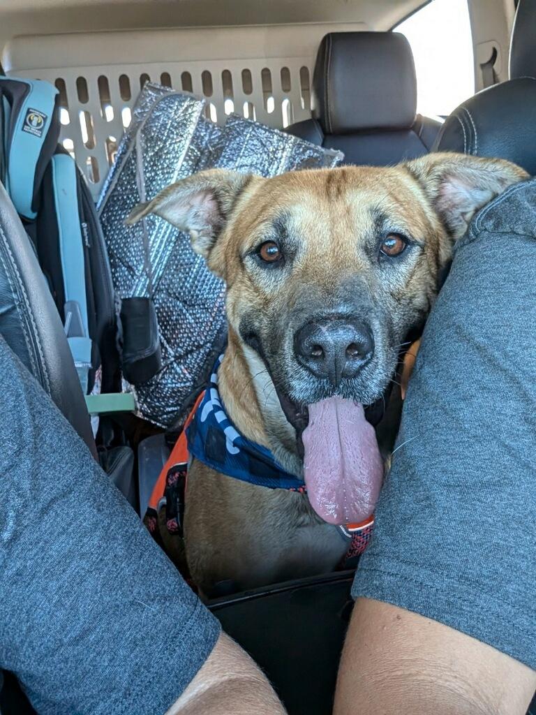 Enlarge West- kid & dog friendly!, a Adoptable mixed breed in Kill Devil Hills, NC image 1/2