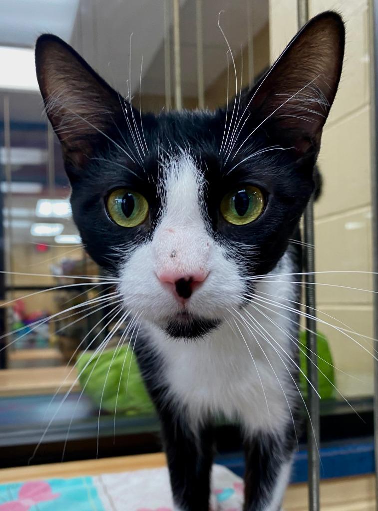 Jane Goodall, Adoptable, Adult Female Domestic Short Hair.