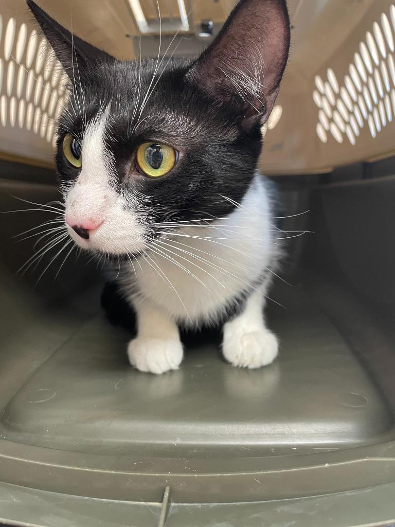 Enlarge Jane Goodall, a Adoptable mixed breed in Cincinnati, OH image 2/5